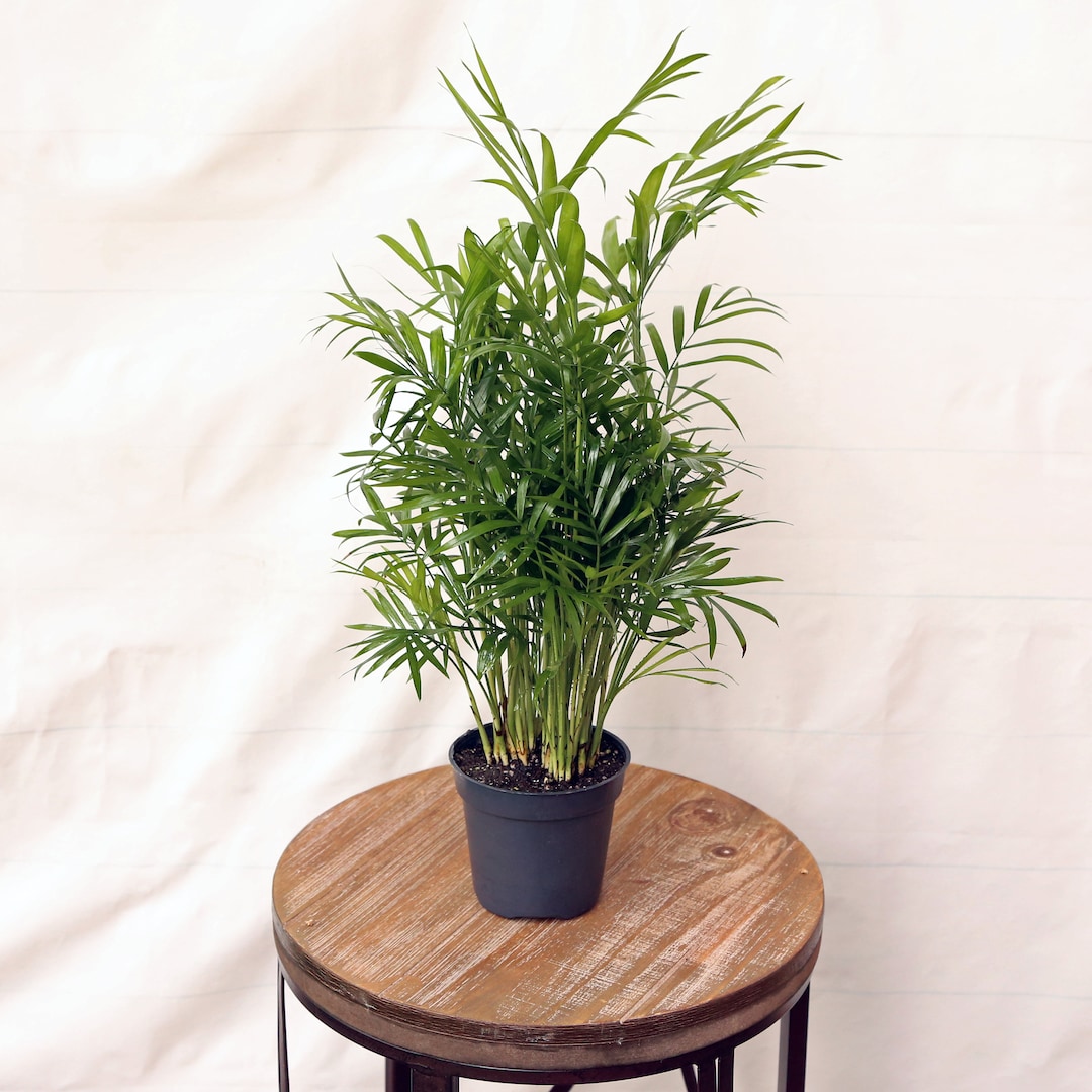 LIVE 4 Inch Pot Parlor Palm Chamaedorea Elegans Neanthe Bella, Low Light Indoor Potted Plant, Air Purifying Houseplant, Housewarming Gift