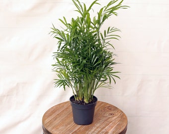 LIVE 4 inch pot Parlor Palm Chamaedorea Elegans Neanthe Bella, Low light indoor potted plant, Air purifying houseplant, Housewarming gift