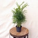 LIVE Parlor Palm Chamaedorea Elegans Neanthe Bella evergreen houseplant in 4' growers pot 