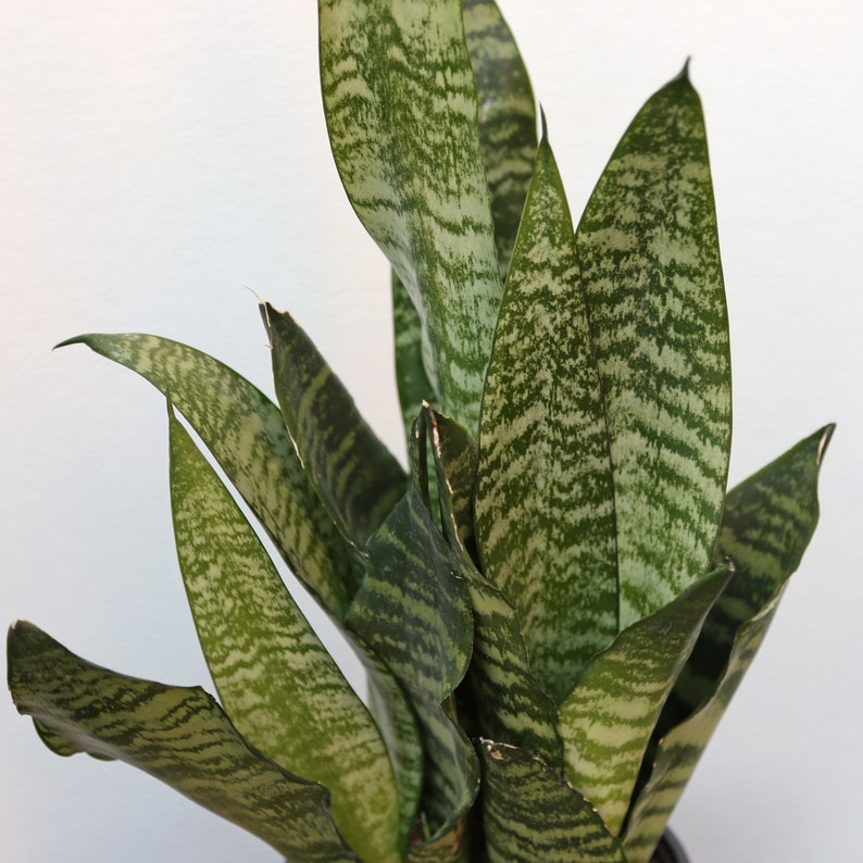 LIVE 6 inch pot Sansevieria Snake Plant Robusta, New doctor Christmas gift, Grandparent gift, Low light office plant, Thank you gift image 6