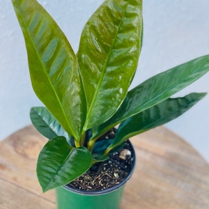 LIVE 4 inch pot Anthurium Superbum RARE houseplant, Soccer coach Christmas gift, Indoor potted plant, Birthday gift for her, Gardening gift