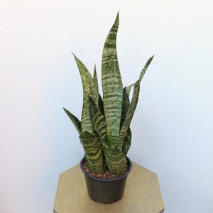 LIVE 6 inch pot Sansevieria Snake Plant Robusta, New doctor Christmas gift, Grandparent gift, Low light office plant, Thank you gift