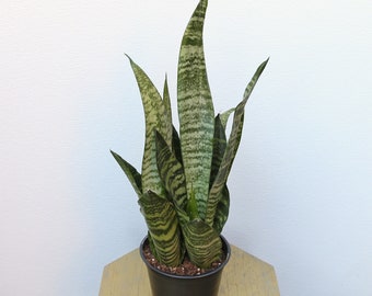 LIVE 6 inch pot Sansevieria Snake Plant Robusta, New doctor Christmas gift, Grandparent gift, Low light office plant, Thank you gift
