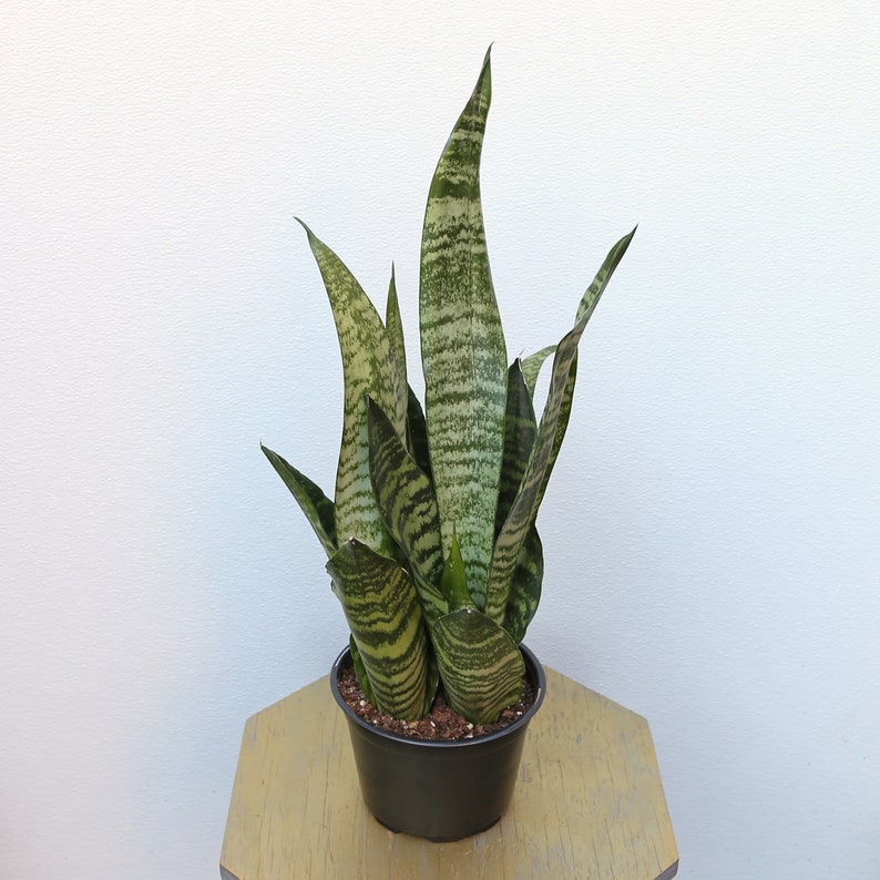 LIVE 6 inch pot Sansevieria Snake Plant Robusta, New doctor Christmas gift, Grandparent gift, Low light office plant, Thank you gift image 1