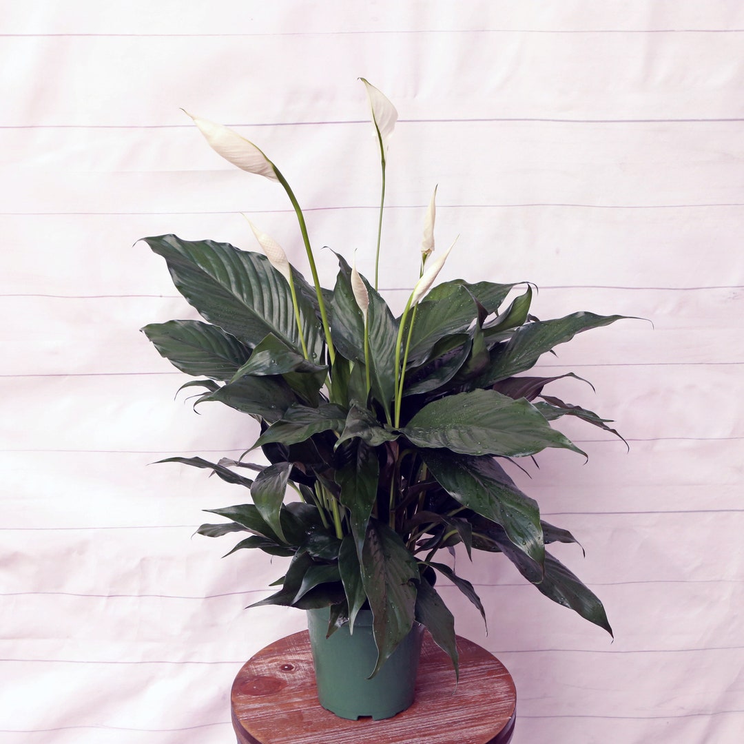 LIVE 6 Inch Pot Spathiphyllum Peace Lily, Flowering Houseplant