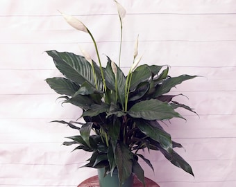 LIVE 6 inch pot Spathiphyllum Peace Lily, Flowering houseplant, Housewarming couples gift, Boss Christmas gift, Office gift for coworker