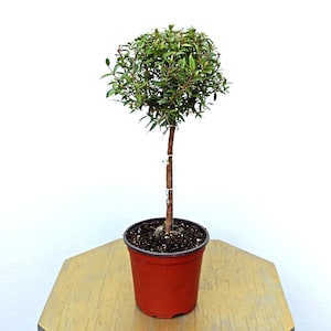 May include: A small, potted topiary tree with a round, green leafy crown. The tree has a slender brown trunk and is planted in a red plastic pot. The pot sits on a light yellow wooden surface against a white background.