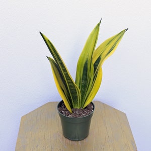 Dracaena Gold Star Plant - Etsy