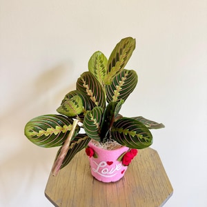 May include: A green and red patterned houseplant in a pink felt planter with the word "Love" embroidered on it and red felt hearts.