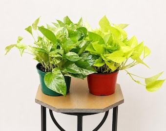 May include: Two potted plants on a small wooden table. One plant has variegated green and white leaves in a green pot. The other has bright green leaves in a red pot. The table has black metal legs.