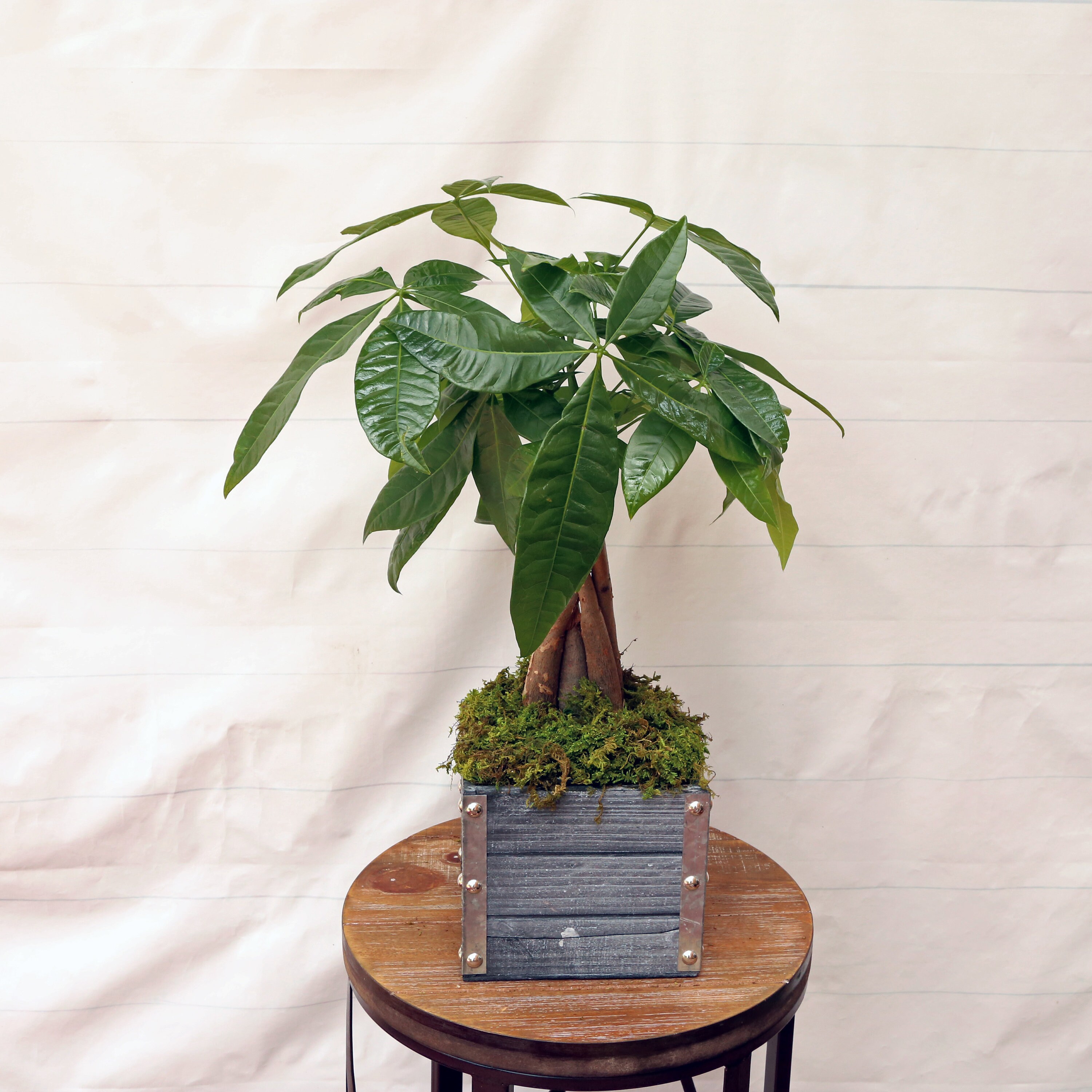 live-money-tree-pachira-aquatica-good-luck-tree-bonsai-in-etsy