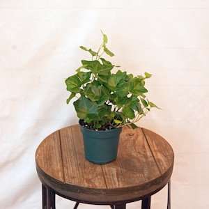 LIVE 4 inch pot Ivy Plant Hedera Helix English Ivy, Trailing house plant, Office gift, Live wall decor, Grandma birthday gift, Sympathy gift