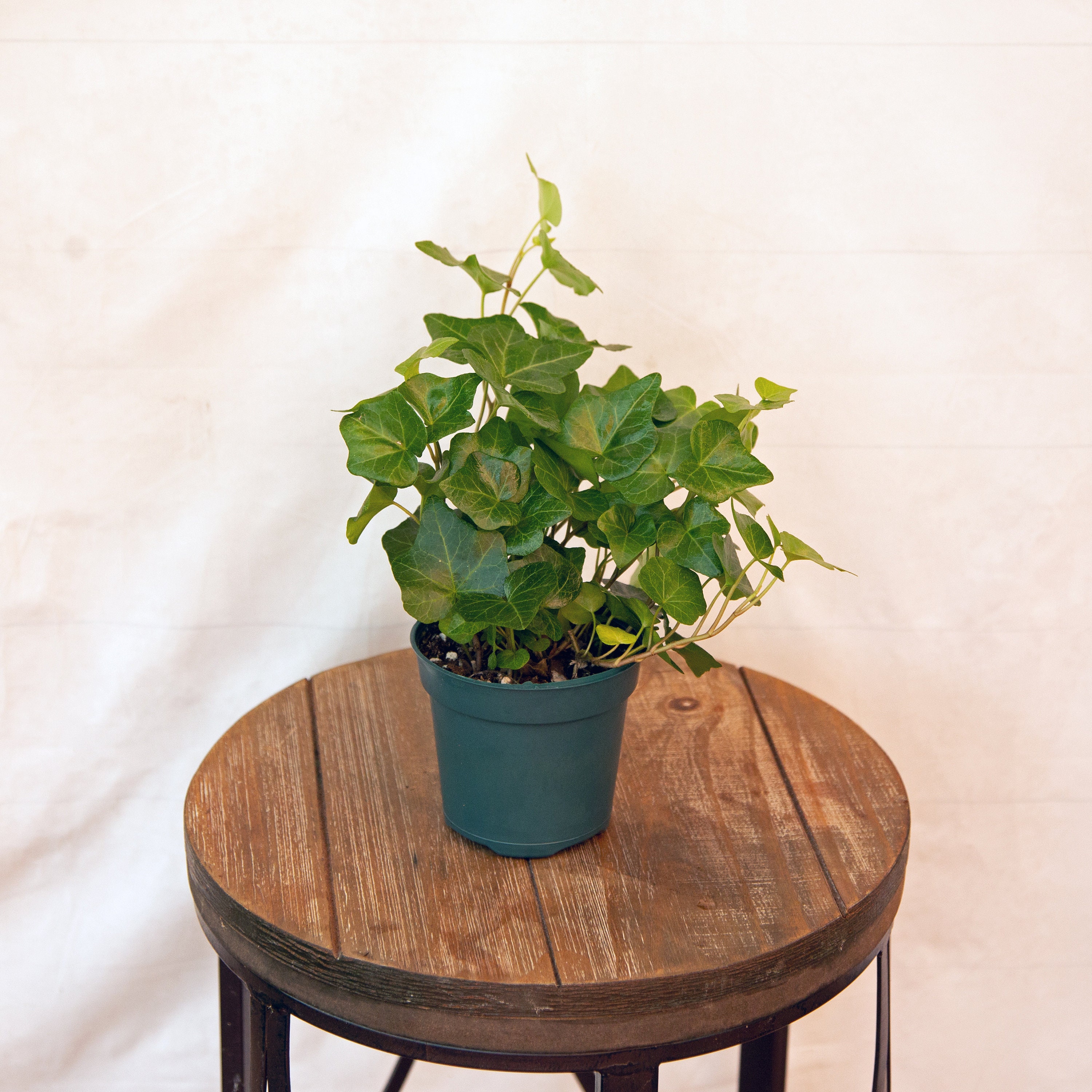 LIVE Ivy Plant Hedera Helix evergreen vine houseplant in Etsy