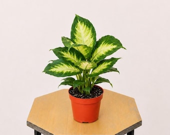 May include: A Dieffenbachia plant with broad, pointed leaves featuring a variegated pattern of dark green edges and creamy yellow-white centers. The plant is potted in a simple, solid orange plastic container filled with dark potting soil.