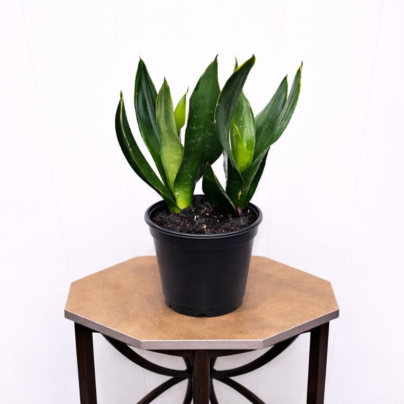 FloridaPlantsGardens Sansevieria Live Plant - Thumbnail 4