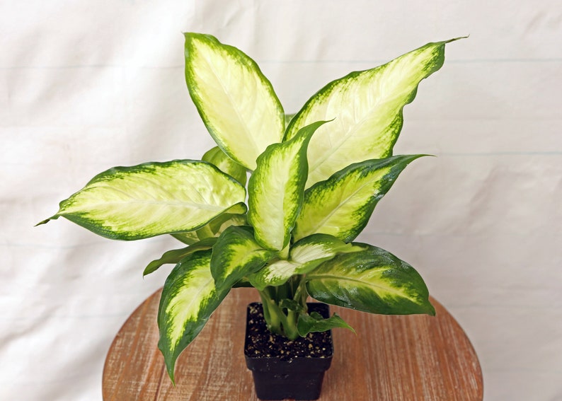 Dieffenbachia Dumb Cane - Thumbnail 2