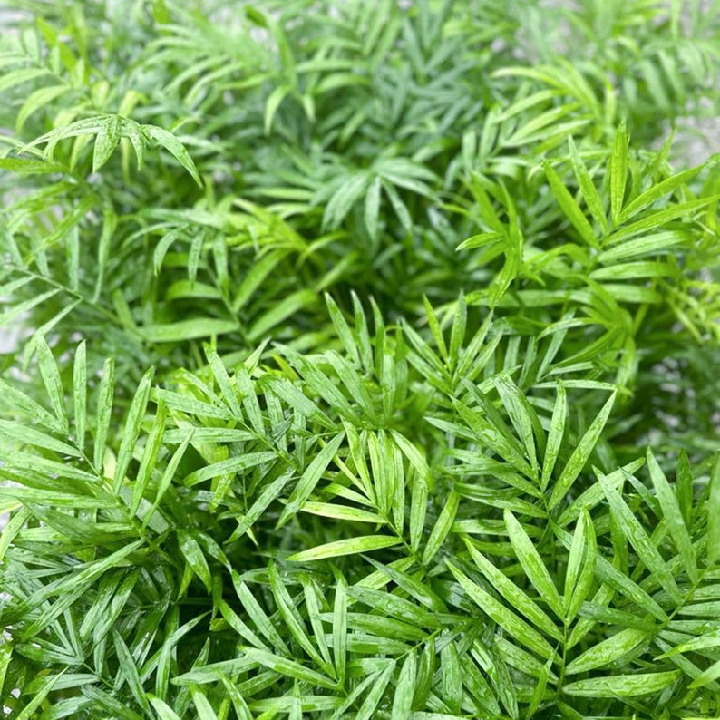 FloridaPlantsGardens Parlor Palm - Thumbnail 4