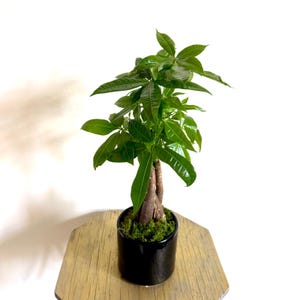 May include: A small green potted plant with a braided trunk in a black pot. The plant is on a wooden table.