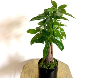 LIVE 4 inch ceramic pot Money Tree Pachira Aquatica, Good Luck Tree Bonsai, Great gift for plant lover, Plant aesthetic, Plant addict