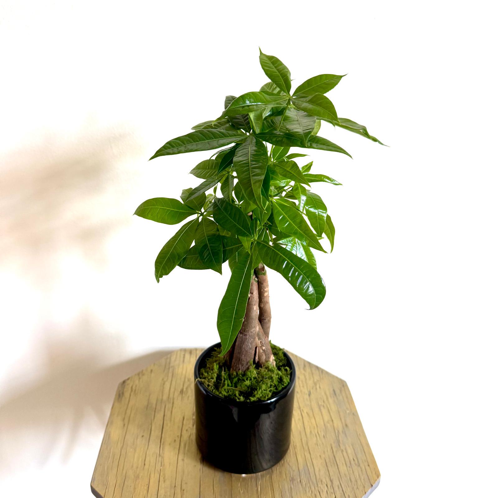 LIVE 4 inch ceramic pot Money Tree Pachira Aquatica, Good Luck Tree Bonsai,  Great gift for plant lover, Plant aesthetic, Plant addict, image size:1600x1600