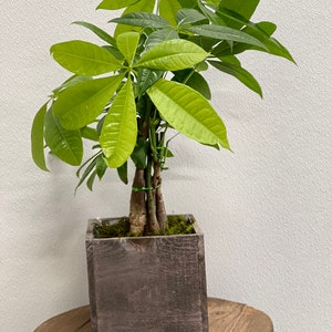 LIVE 6 inch wooden pot Money Tree Pachira Aquatica Good Luck Bonsai, Housewarming gift, Sympathy gift, Pet memorial gift, Christmas gift