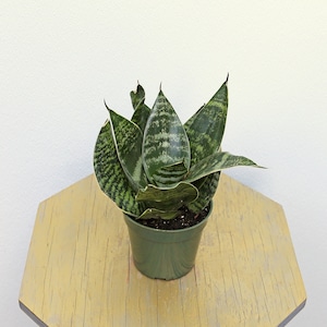 LIVE 4 inch pot Sansevieria Trifasciata Hahnii Green, Snake Plant, Succulent houseplant, Office gift for co-worker, Mom dad birthday gift