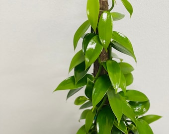 LIVE 6 inch pot Vanilla Orchid Totem large Vanilla Panifolia Orchid, Birthday gift for her, Christmas gift, Housewarming gift, Mother's day