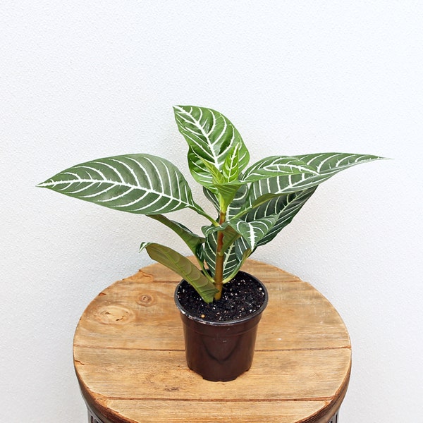 LIVE 4 inch pot Aphelandra Zebra Plant, Housewarming gift, Father's Day gift, Indoor potted rare houseplant, Valentine's gift, Office gift