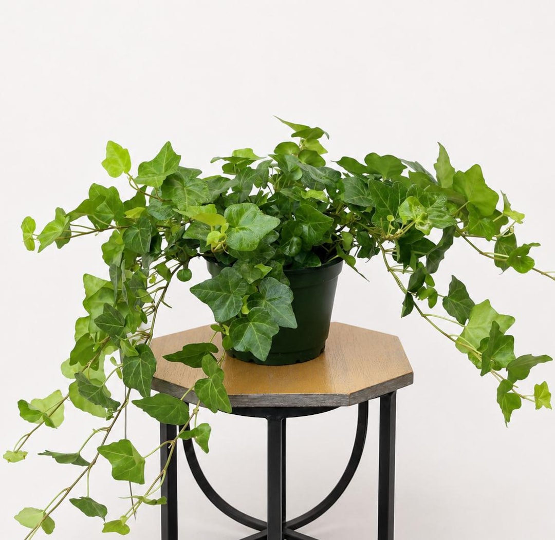LIVE 6 Inch Pot Ivy Plant Hedera Helix, Trailing Evergreen Houseplant, Live  Indoor Plant, Green Wall Decor, Birthday Gift, Christmas Gift - Etsy