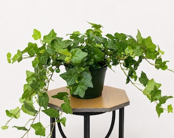 LIVE 6 inch pot Ivy Plant Hedera Helix, Trailing evergreen houseplant, Live indoor plant, Green wall decor, Birthday gift, Christmas gift
