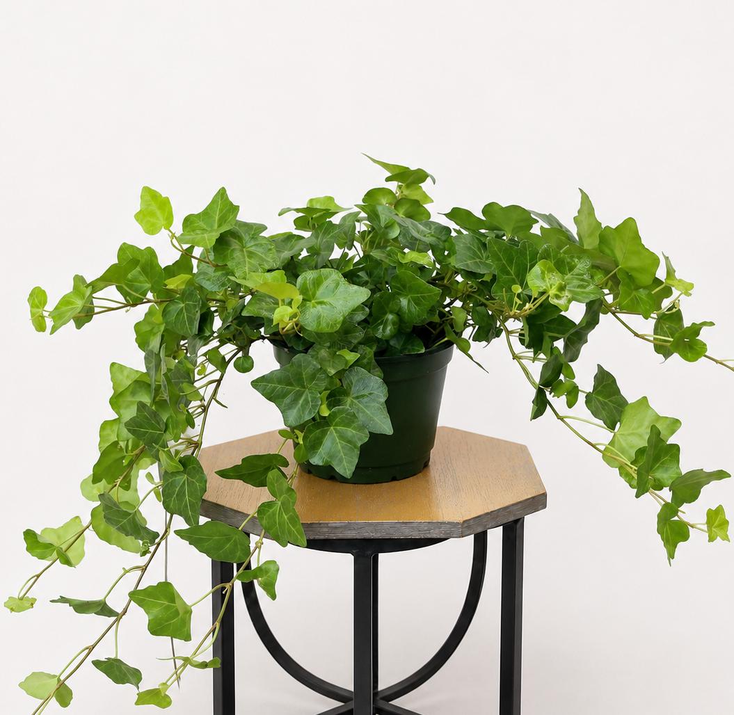 LIVE 6 Inch Pot Ivy Plant Hedera Helix, Trailing Evergreen Houseplant, Live  Indoor Plant, Green Wall Decor, Birthday Gift, Christmas Gift - Etsy