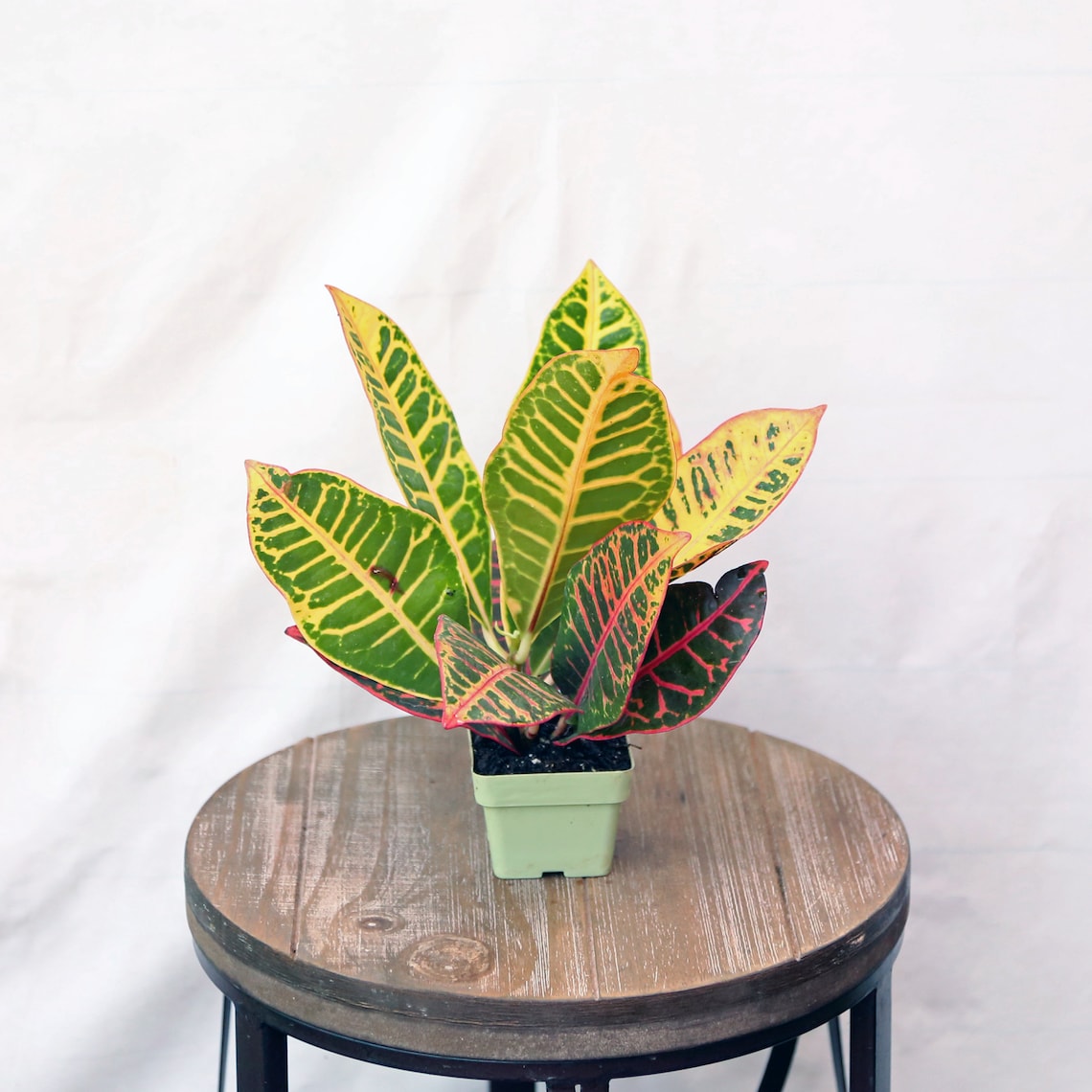 LIVE Petra Croton houseplant evergreen in 3 growers pot image 0