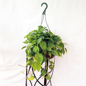 Scandens Pothos - Etsy
