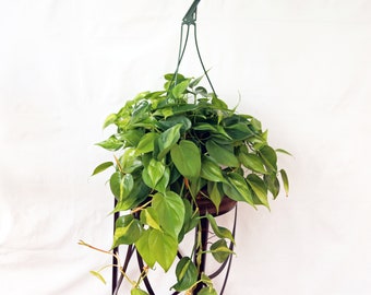 LIVE 8 inch hanging basket Brazilian Philodendron Scandens Brazil, Large unique plant, Birthday gift, Live wall decoration, Couples gift