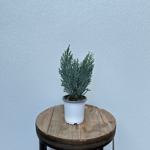 LIVE 4 inch pot Moonlit Cypress, Chamaecyparis, False Cypress Tree, Housewarming gift, Fragrant houseplant, Office gift for coworker