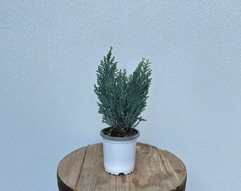 LIVE 4 inch pot Moonlit Cypress, Chamaecyparis, False Cypress Tree, Housewarming gift, Fragrant houseplant, Office gift for coworker