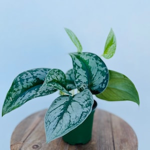 May include: A potted houseplant with large, patterned leaves in shades of green and silver. The plant sits in a small green pot on a round, wooden surface. The leaves have a unique, speckled pattern.
