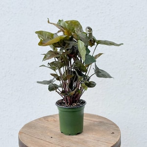 LIVE 4 inch pot Syngonium Maria Allusion Butterfly Arrowhead, Mom dad birthday gift, Valentine&#39;s gift, Father&#39;s day, Housewarming gift
