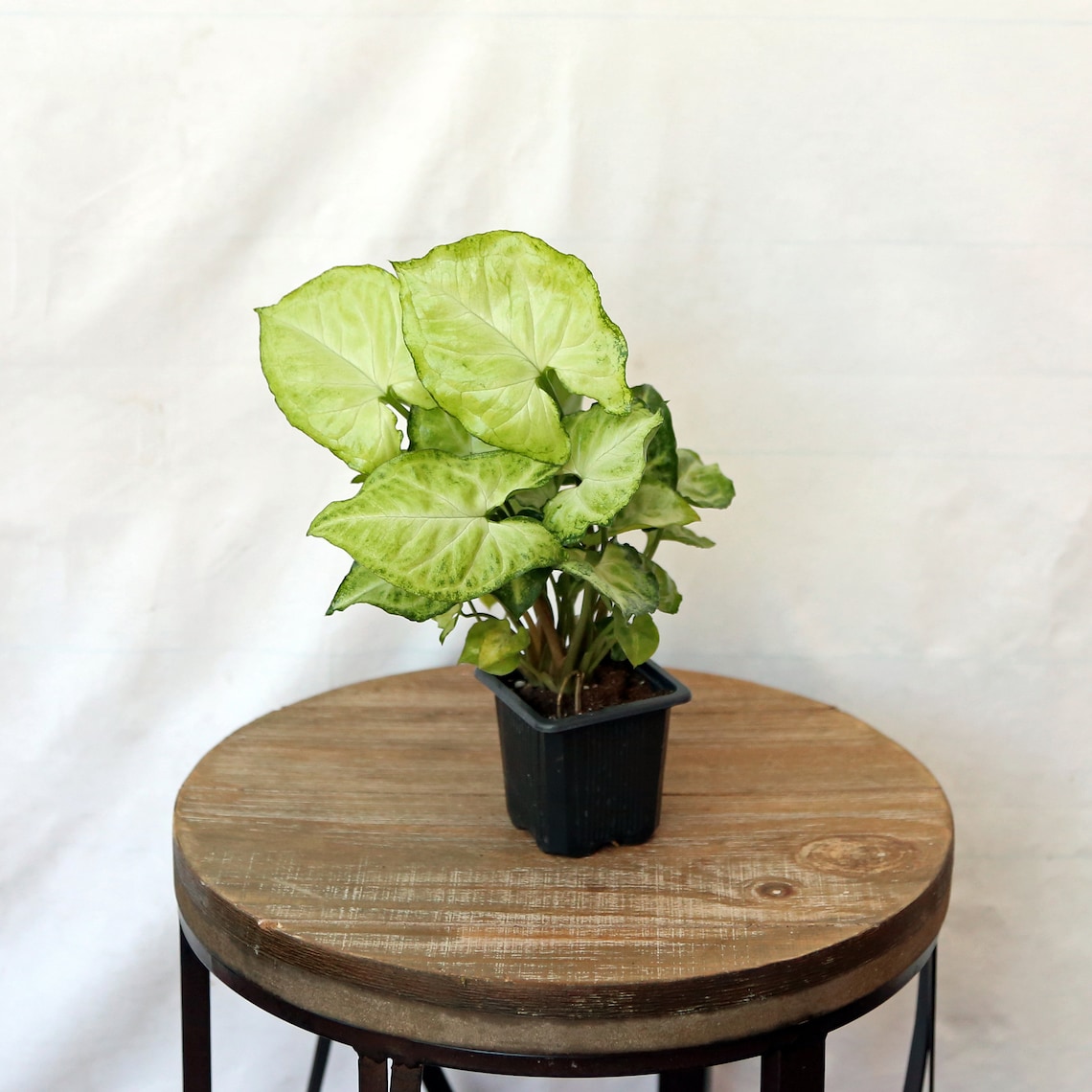 LIVE Syngonium Nephthytis Arrowhead evergreen houseplant in image 0