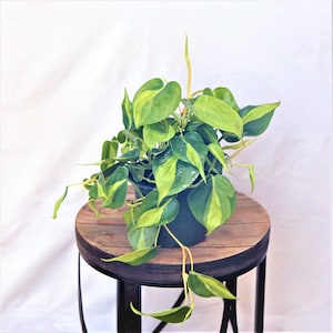 LIVE 6 inch pot Brazilian Philodendron Scandens Brazil, Trailing variegated evergreen plant, New nurse gift, Live wall decor, Office plant