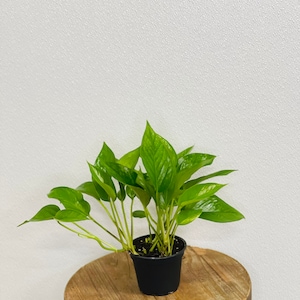 LIVE 4 inch pot Jade Pothos Epipremnum Aureum Devil’s Ivy, Sympathy gift, Pet memorial gift, Office Christmas gift, Plant lover gift