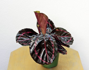 LIVE 4 inch pot Calathea Roseopicta Eclipse, Plant lover gift, Mom birthday gift, Christmas gift for co-worker, Indoor potted house plant