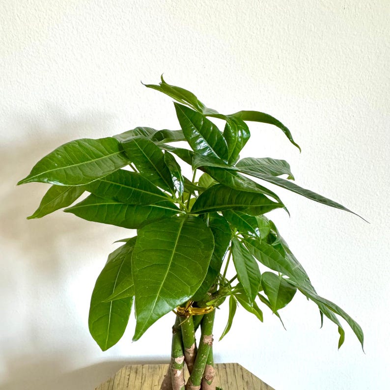 FloridaPlantsGardens Money Tree Pachira Aquatica
