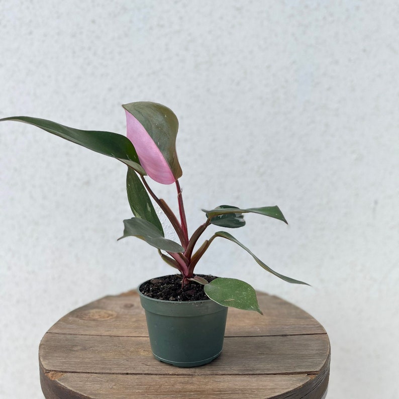 LIVE Philodendron Pink Princess Philo Princess RARE Evergreen Etsy