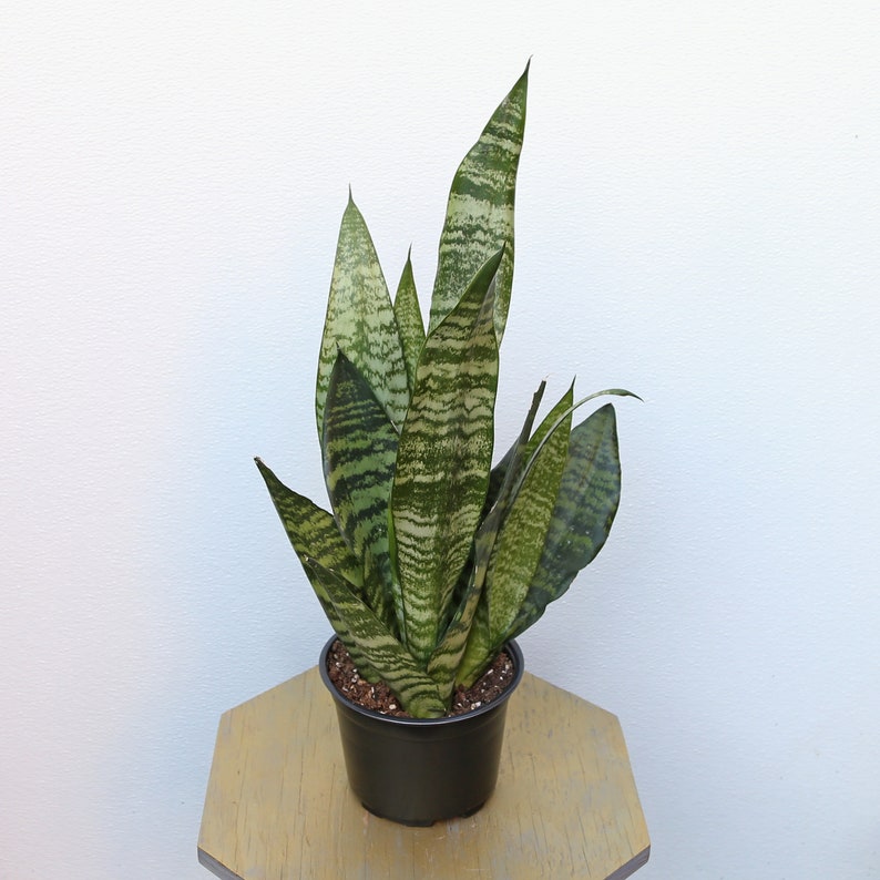 LIVE 6 inch pot Sansevieria Snake Plant Robusta, New doctor Christmas gift, Grandparent gift, Low light office plant, Thank you gift image 2