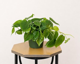 LIVE 6 inch pot Green Philodendron Heartleaf Hederaceum, Indoor potted plant, Basketball coach Christmas gift, Mom dad birthday gift