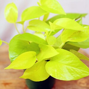 LIVE 4 inch pot Neon Pothos, Indoor trailing plant, Live wall decor, Sympathy gift, Thank you gift for doctor, Fully rooted vine houseplant image 2