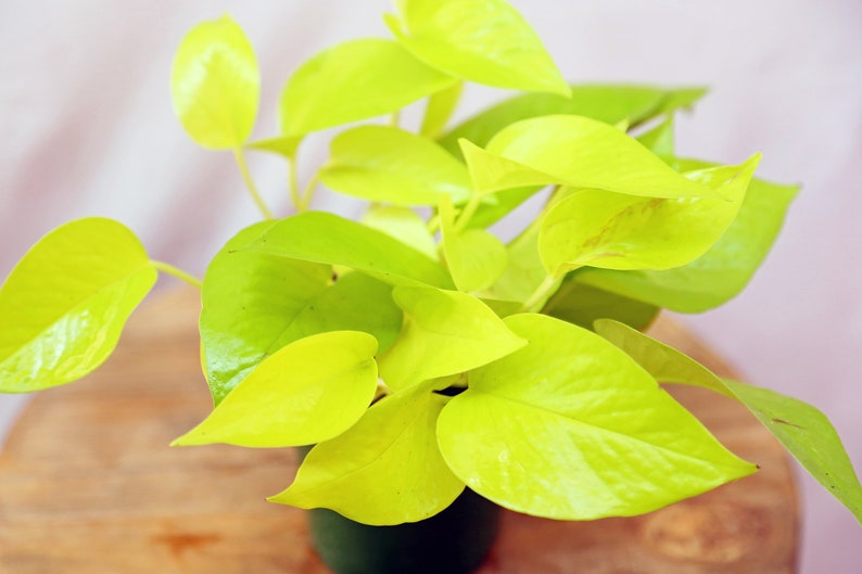 LIVE 4 inch pot Neon Pothos, Indoor trailing plant, Live wall decor, Sympathy gift, Thank you gift for doctor, Fully rooted vine houseplant image 2