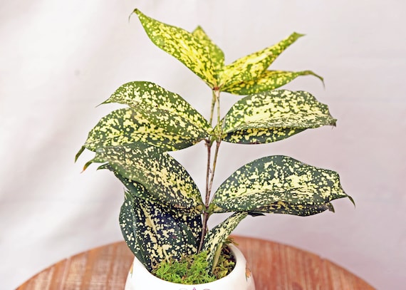 Buy LIVE 4 Inch Ceramic Skull Florida Beauty Golddust Spoted-leaf Dracaena  Surculosa, Funny Doctor Nurse Gift, Housewarming Gift, Office Plant Online  in India - Etsy