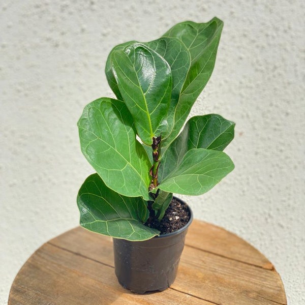 LIVE 4 inch pot Ficus Lyrata, Fiddle Fig, Indoor evergreen plant, Large leaf plant, Coworker christmas gift, Anniversary gift, Office plant